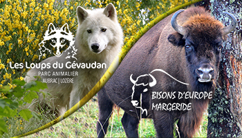 Les Loups du Gévaudan et les Bisons de la Margeride